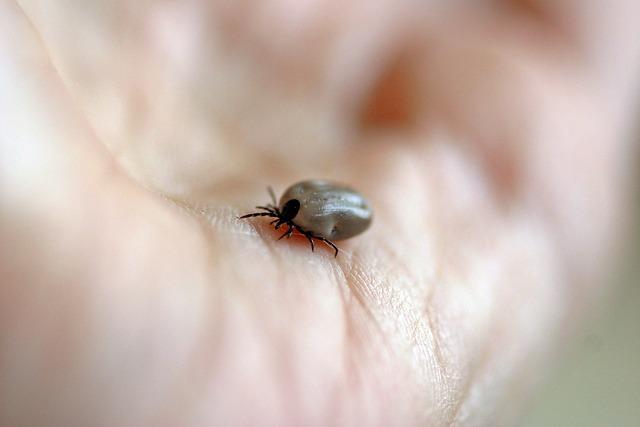 Borelióza: Jak rozpoznat varovný flek a co dělat dál?