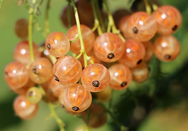 Antioxidanty v potravinách: Jak bojovat proti stárnutí