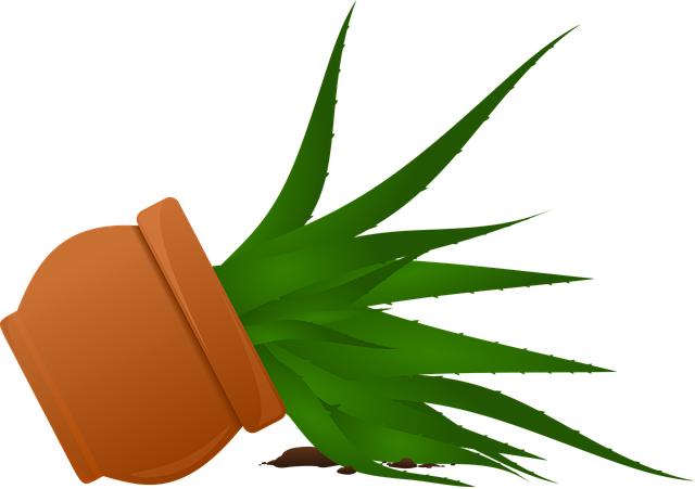 Aloe vera proti ekzému: Přírodní léčebný zázrak